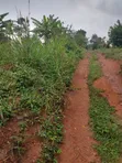 Acre for Sale in Buwambo - 1