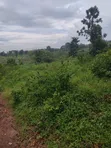 Acre for Sale in Buwambo - 2