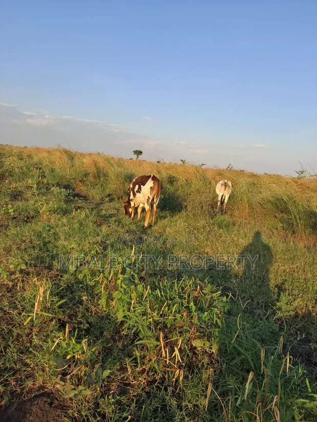 Farmland for Sale in Kapelabyong District - 1