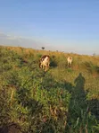 Farmland for Sale in Kapelabyong District - 1