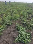 Farmland for Sale in Kapelabyong District - 2