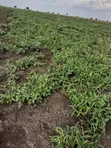 Farmland for Sale in Kapelabyong District - 3