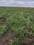 Farmland for Sale in Kapelabyong District - 4