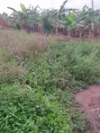 150x50 Plot for Sale on Main Road, Buwambo - 2
