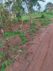 150x50 Plot for Sale on Main Road, Buwambo - 3