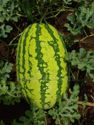 Water Melon