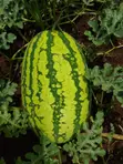 Water Melon - 1