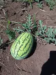 Water Melon - 2