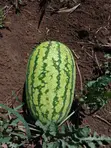 Water Melon - 3