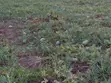 Water Melon - 4