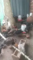 Gemk Poultry Farm: 1 & 2 Month Old Chicks - 1