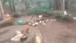 Gemk Poultry Farm: 1 & 2 Month Old Chicks - 2