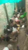 Gemk Poultry Farm: 1 & 2 Month Old Chicks - 3