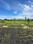 7 Acres Agri Land with Fish Ponds for Sale/Lease in Zirobwe - 1