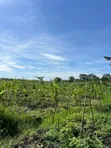 7 Acres Agri Land with Fish Ponds for Sale/Lease in Zirobwe - 2
