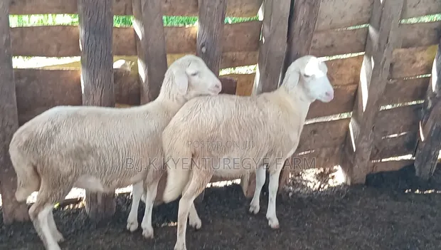 White Suffolk Sheep Ewes - 1