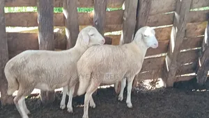White Suffolk Sheep Ewes