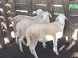 White Suffolk Sheep Ewes - 2