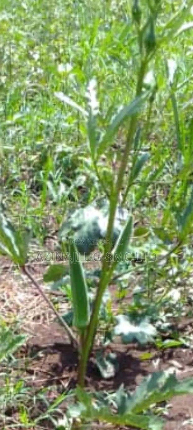 Fresh Okra Vegetable - 1