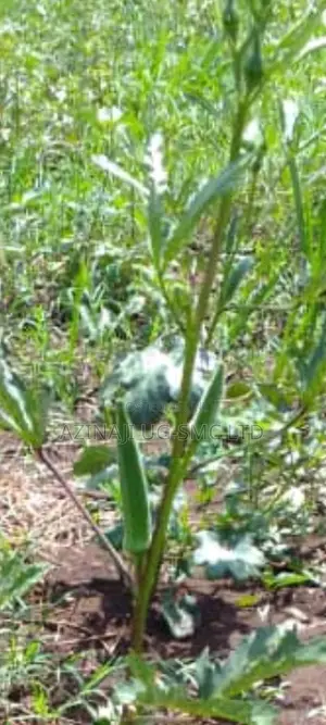 Fresh Okra Vegetable