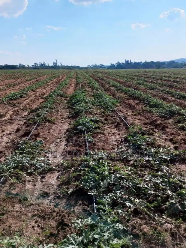 3 Titled Acres Farmland for Sale in Baale, Kayunga - 1