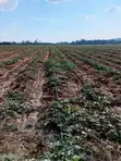 3 Titled Acres Farmland for Sale in Baale, Kayunga - 1