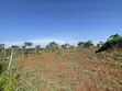 3 Titled Acres Farmland for Sale in Baale, Kayunga - 5