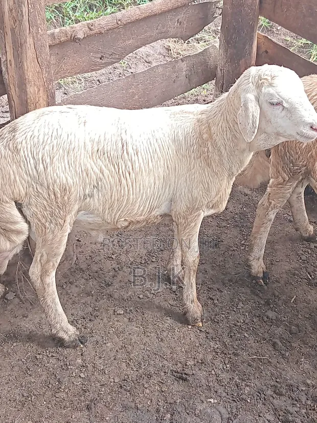 White Suffolk Ram for Breeding - 1