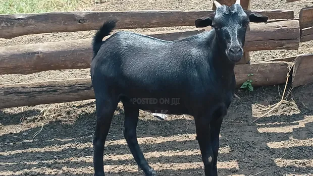 Mubende Goats - 1