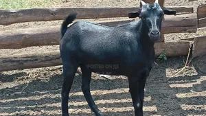 Mubende Goats