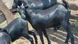 Mubende Goats - 2
