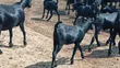 Mubende Goats - 3