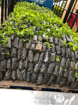 High-Quality Coffee Seedlings & Farm Setup Services
