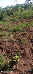 42x70ft Plot for Sale in Mende, Wakiso - 2