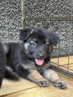 Female Purebred German Shepherd Puppy (1-3 Months)
