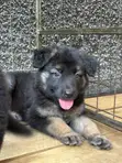 Female Purebred German Shepherd Puppy (1-3 Months) - 1