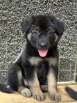 Female Purebred German Shepherd Puppy (1-3 Months) - 2