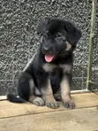 Female Purebred German Shepherd Puppy (1-3 Months) - 3