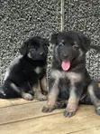 Female Purebred German Shepherd Puppy (1-3 Months) - 4