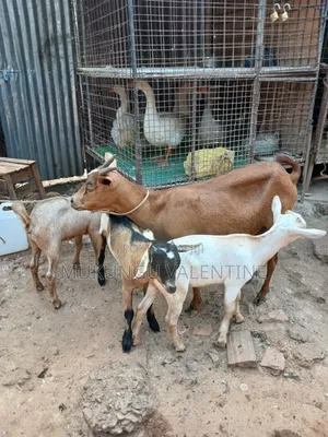 Goats with Three Kids Available at Val Poultry Farm