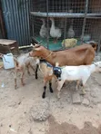 Goats with Three Kids Available at Val Poultry Farm - 2