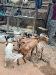Goats with Three Kids Available at Val Poultry Farm - 3