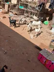 Goats with Three Kids Available at Val Poultry Farm - 4