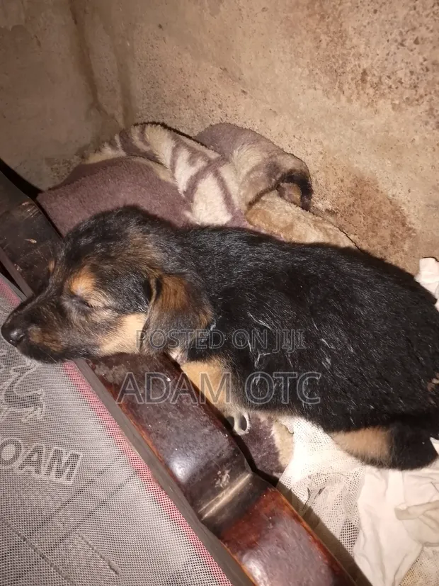 1-3 Month Female Mixed Breed German Shepherd - 1