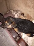 1-3 Month Female Mixed Breed German Shepherd - 1