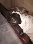 1-3 Month Female Mixed Breed German Shepherd - 2