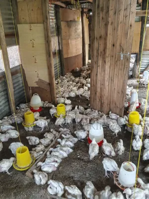 Broiler Chickens - 4 Weeks Old