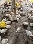 Broiler Chickens - 4 Weeks Old - 2