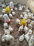 Broiler Chickens - 4 Weeks Old - 3