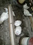 Broiler Chickens - 4 Weeks Old - 4